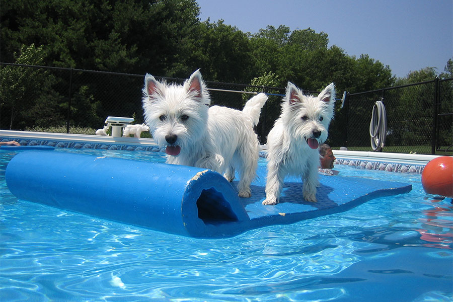 cute dogs in swimming pool on Texas Rec float
